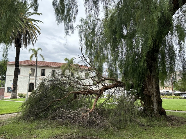 Hurricane Hilary left her mark on Fillmore on Saturday and Sunday, August 19/20th. A large Peppertree in front of Fillmore City Hall was damaged, and (inset) another tree located at 3rd Street and A Street lost a large branch. Over 2