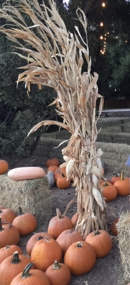 Fall with its cooler weather and ripening fruit has arrived! Civic Pride Volunteers have decided to present a Fall/Harvest/Halloween award for the best decorated yard! The yard will be chosen on October 15th, so you have a few weekends to decorate, and Linda Nunes will write up the winner, so people can take a tour around town to see the winner and the honorable mention yards. The winner will be given a $50 gift card to Otto & Sons Nursery, so get your creative skills in motion! Courtesy Linda Nunes.