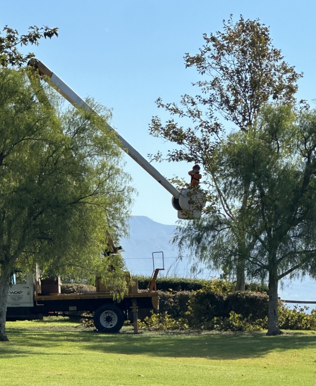 The City of Fillmore is trimming trees all over town. This photo was taken at the Riverwalk Bike Path, with a city worker trimming a tree from a cherry-picker bucket. A woodchipper was on-site to break the foliage down into small wood chips.