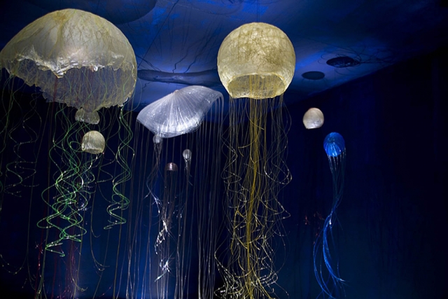 “Medusae (the jellies)”