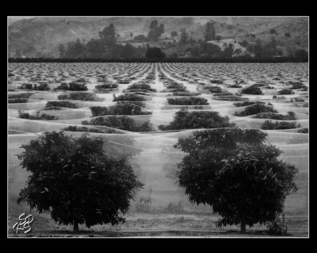 'Wrapped Trees' Landscape by Carmelita Miranda.