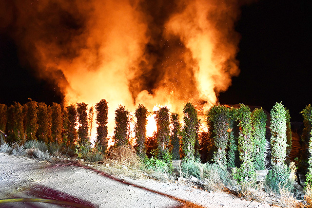 On Tuesday, August 4, at approximately 12:42 a.m., Fillmore City Fire and Ventura County Fire units were dispatched to a reported fire in the 400 block of Chambersburg Road. Upon arrival, firefighters located a large pile of mulch fully engulfed in flames. Crews, assisted by nearby fire stations, worked to quickly knock down the fire and prevent further spread. Fire personnel remained on scene for roughly three hours to ensure full extinguishment and to address any remaining hot spots. The cause of the fire is currently under investigation. Photo credit Angel Esquivel.