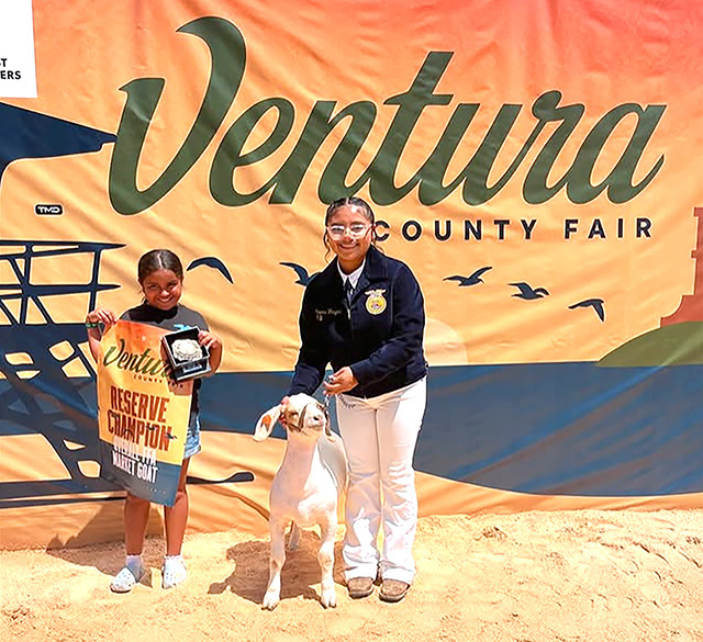 Congratulations to Fillmore’s Arianna Vargas for winning Reserve FFA Market Goat and great job to all of the goat and lamb exhibitors.