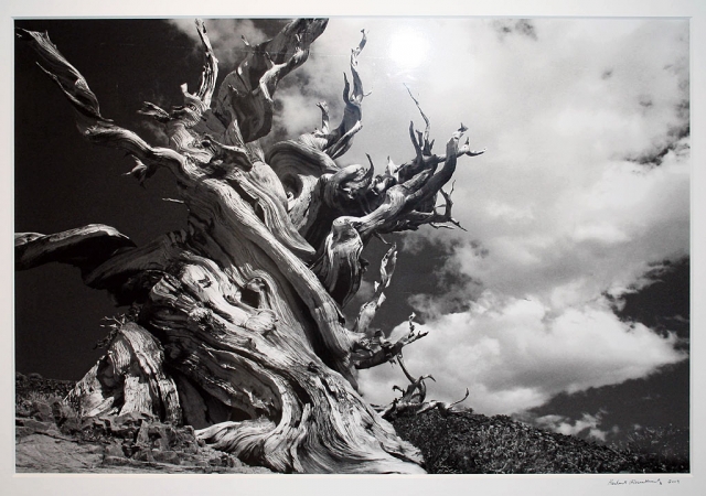 First Prize – “Bristlecone Pine” (Photographs courtesy Myrna Cambianica, Fred Kidder)