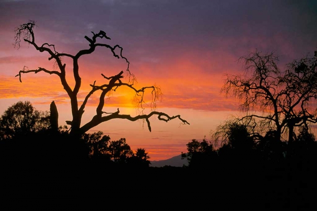 "Horizontal Snag" by Photographer Phil Harvey