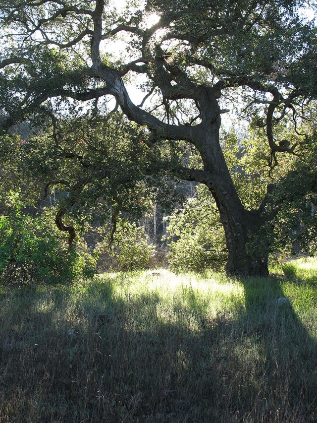 Oak by Myrna Cambianica, Ojai Valley Museum.