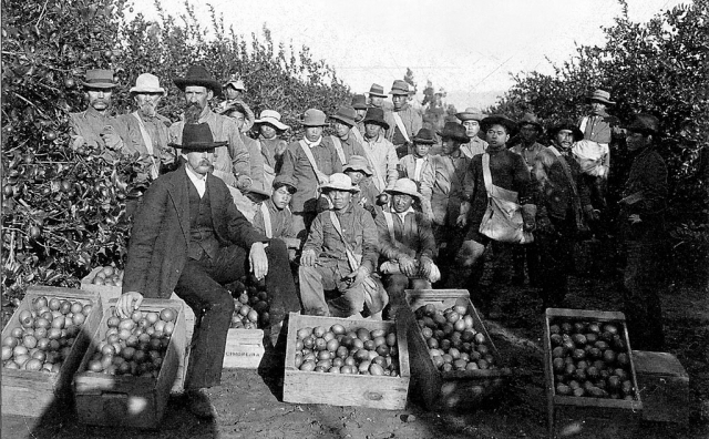 Picking Crew, Limoneira Ranch, 1905.