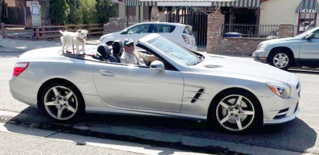 Crackers, taking one of his many cruises around town. “Dogs have a way of finding the people who need them and filling an emptiness we didn’t ever know we had.” Thom Jones. For more about Crackers go to http://www.fillmoregazette.com/front-page/faces-fillmore-crackers-car-surfer.