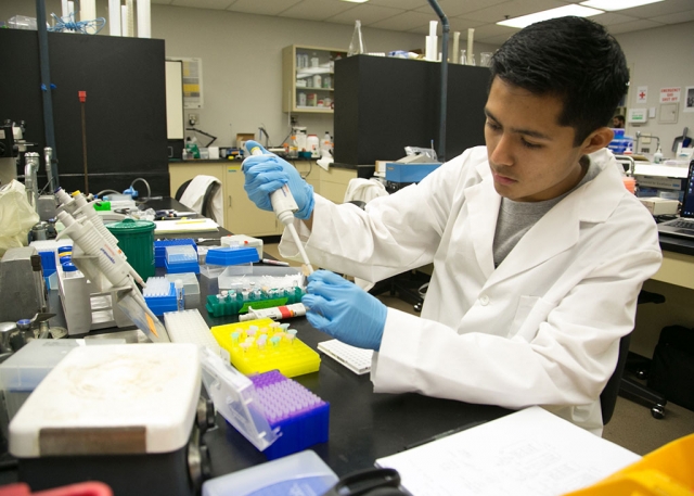 Gold award winner Salvador I. Brito conducting gene research . Photo credit: Megan Stone/California Lutheran University