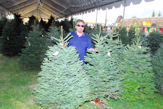 Pictured is John Holliday at the Saint Francis of Assisi tree farm, which is open now thru December 21st on the corner of C and Ventura Street. Hours are Monday thru Friday 1 to 8 PM and Saturday and Sunday 9AM to 8 PM. Come and support your local Christmas tree farm that gives back to your local Community of Fillmore and Piru. Tree prices: Noble Firs in the 3-4 feet range starting at $19.95 along with Noble Firs 9-10 foot trees at $129.95. Douglas Firs 5-6 Feet range starting at $19.95 along with Douglas Firs 9-10 foot for $49.95 They also have Tree stands and netting available for your Christmas tree.