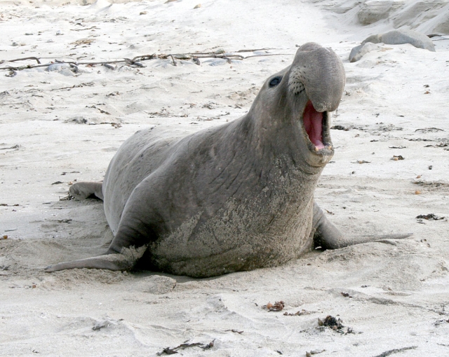 San Nicolas Island Elephant Seal