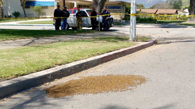 Last Wednesday, April 12th, Fillmore Fire Department responded to a call about a swarm of bees in front of Fillmore High School. The bees were safely removed and transported to another location. The hive for this group of bees was about 2ft by 2ft in size. Photo Submitted by a Fillmore Resident.