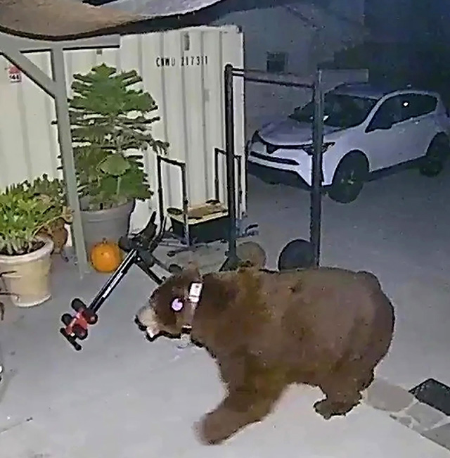 Early Monday morning, May 1, Fillmore residents on Mountain View reported a bear wondering the neighborhood. The bear siting was confirmed and by 5pm no additional sightings were reported. Above is a photo of the bear taken from a Ring Camera of the bear early that morning roaming 4th Street near Mountain View.