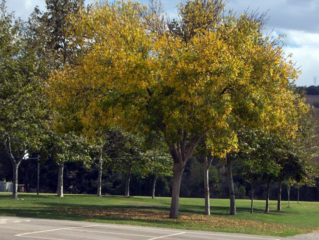 This beautiful tree with the changing colors lives at San Cayetano Elementary School. This corridor of trees has been growing for years with a new tree added each Earth Day.