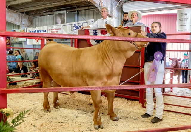 Pictured is Erin Berrington from Fillmore, who raised a 1,252 pound FFA Reserve Champion steer named Keegan, that fetched $5.00 a pound at the 2019 auction. Photo Courtesy Bob Crum.