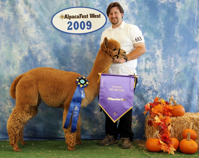 Rancho Keleje Alpacas from Fillmore, CA.  Owners:  Leslie Warren, Jeff & Jackie Warren participated in the AlpacaFest West, Southern California Breeders Show. Saturday, Nov. 14 & Sunday, Nov. 15, 2009. The event was held at Industry Hills Expo Center in the City of Industry. About 88 Alpaca Ranches from CA, NV, AZ, and 300 Alpacas were in attendance. In the show ring, Leslie, Jeff and Jocelyn Warren presented, 7 alpaca - ages 7 months to 2 yrs old - all born and raised at the Rancho Keleje Alpacas. They brought home 4 first place ribbons, 1 color championship banner, and 1 third place ribbon. Of special note, RKA Golden Nugget won first place in his class of mature fawn colored males and Huacaya Fawn Color Champion over 20 other fawn males of varying ages. For Further Info Contact: Leslie Warren (805) 794-2405.