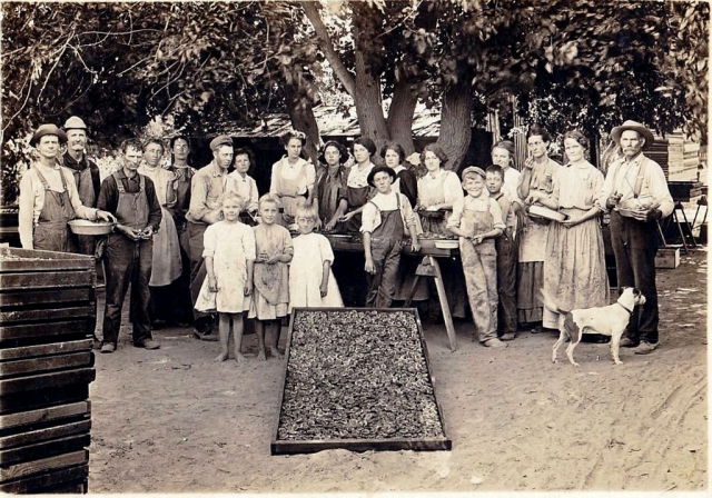 Apricot drying at E.B. Turner Ranch, Sespe. Photos courtesy Fillmore Historical Museum.