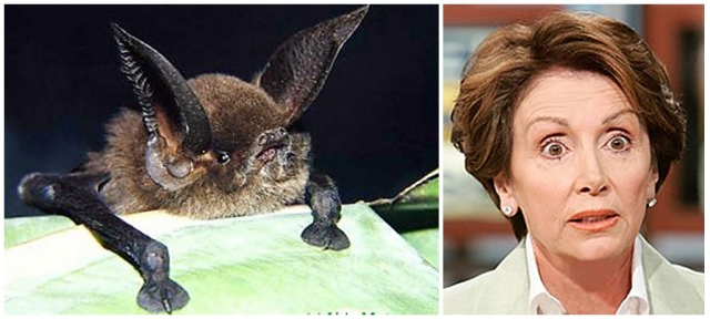 Here are two from the Bat Family: (pictured above left) Sucker-footed Bat, (above right) Left-Winged Ding Bat.