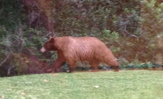 But unlike Yogi Bear, in search of the perfect picnic basket, this adult Black Bear was evidently just out for an evening stroll. It wandered into the backyard of a Fillmore residence at the east end of Fourth Street, where the resident took this photo. It then strolled over to the neighbor’s yard, down into Pole Creek and back up into the mountains. One witness estimated its weight at 600 pounds. The sighting took place Sunday night, May 8th, at about 7:30 p.m.