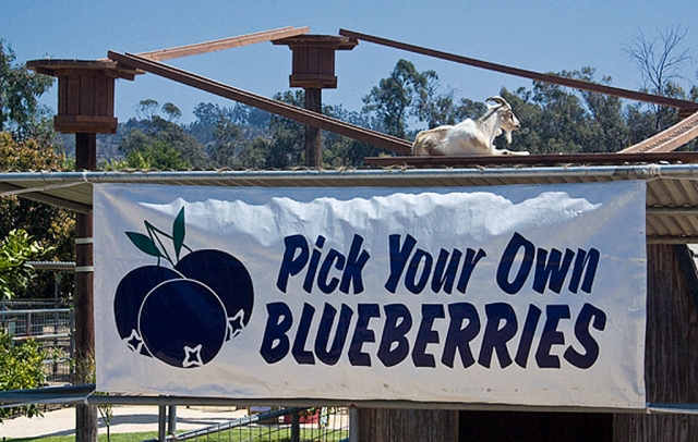 If you love blueberries... here's grrrrrrreat news! Blueberry pickin' season has officially begun at Underwood Family Farms in Somis. Warning! Practice self control before entering the blueberry field. The picking is easy... so many plump, juicy blueberries. Stopping is extremely difficult... near impossible. It's early in the season so the fruit is in varying stages of ripening as reflected in the photos. However, rest assured that there is an abundance of ripe blueberries for picking.
http://underwoodfamilyfarms.com/pick_your_own_blueberries.html
Photo by Bob Crum. Photo Copyright Greatography™ by Bob Crum. All Rights Reserved.