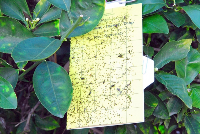Seabright Laboratories’ Yellow Panel Traps (shown attached to an Orange tree at the El Dorado) are used by the California Department of Food & Agriculture, the US Department of Food & Agriculture, and numerous universities, researchers, and commercial growers to monitor for the glassy-winged sharpshooter. The Sharpshooter is native to North America (northeastern Mexico), but has spread into the United States, where it has become an agricultural pest, laying a mass of eggs on the underside of leaves. They feed on a wide variety of plants. Scientists estimate that host plants for this sharpshooter include over 70 different plant species. Among the hosts are grapes, citrus, almond, stone fruit, and oleanders. Because of the large number of hosts, glassy-winged sharpshooter populations are able to flourish in both agricultural and urban areas. They likely were introduced from the southeastern U.S. as eggs on nursery stock, and were first observed in Orange and Ventura counties in 1989. It has a large plant-host range and is especially abundant on citrus. Oleander is found in 20% of all home gardens in California, and is a mainstay of landscapes in shopping centers, parks and golf courses. The California Department of Transportation (Caltrans) maintains oleander in over 2,100 miles of freeway median. It is estimated that Caltrans alone stands to suffer at least a $52 million loss if oleander on highway plantings is lost.