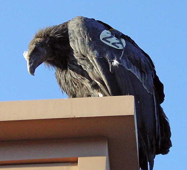 California Condor.