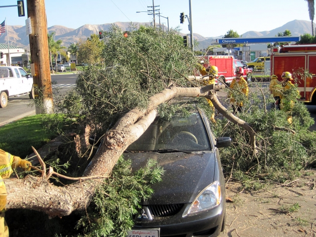 Sunday, October 7th, at about 4:30 p.m. the Fillmore Fire Department responded to a tree limb down on the corner of A St. and Ventura St. When Fillmore Fire personnel arrived on scene, they found a very large tree limb had fallen onto a vehicle that was parked underneath the tree. No injuries to report.