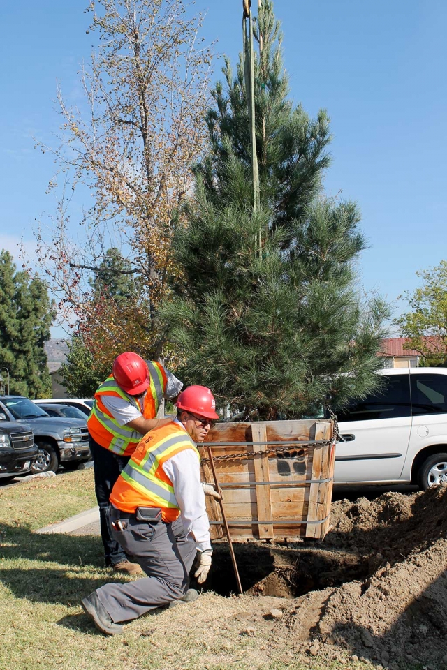 Workers plant the Greenfield Christmas tree.