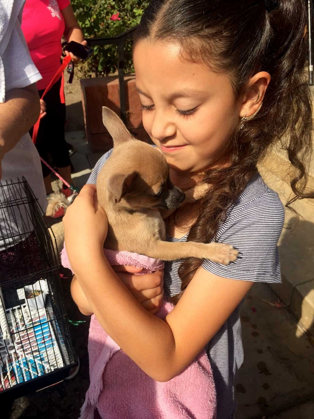 The Saint Francis of Assisi Fall Fiesta took place on Sunday, October 1, 2017 at the Catholic Church located at 1048 W. Ventura St., Fillmore. The popular fundraising event drew a large crowd which enjoyed the tacos, enchiladas and pasta available under the canopies. Blessing of the Animals attracted all sizes of dogs, caged birds and a large parrot, a bunny, a horse and a llama. Right, Sophia, age 7, brought Lucy her baby Chihuahua to be blessed. A Silent Auction with about 50 baskets ranging from baby items and home-crocheted blankets, to wine, goat soap and gardening were presented. Folklorico and Hula Dancers entertained the crowd, along with a Jolly-Jump and goldfish game for the little ones, and bake sale full of goodies for everyone. Photos couresty Katrionna Furness.