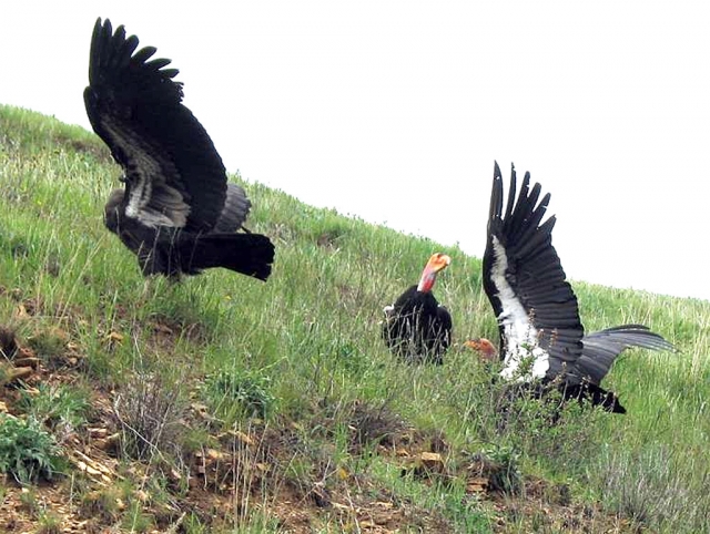 If Condors eat a dead anilmal that has lead in it, the Condor is most likely to die.