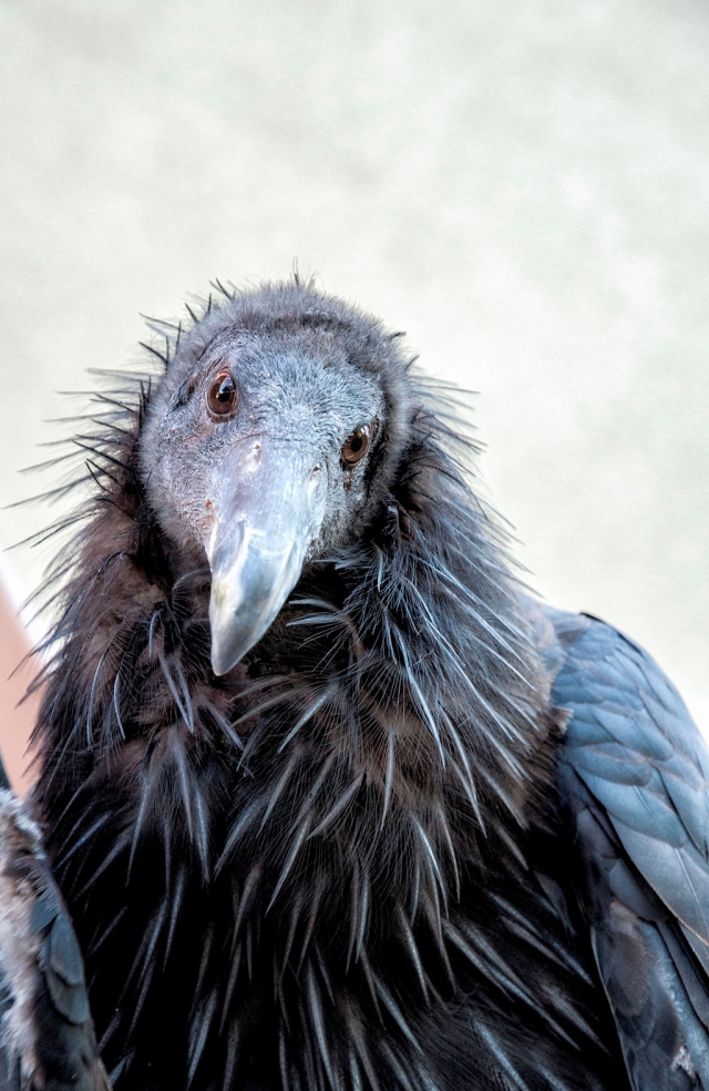 California Condor "Dolly" Photo by Myrna Cambianica