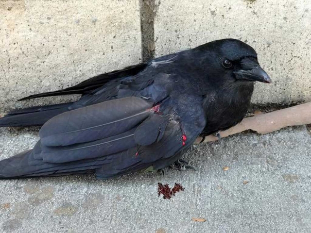 Pictured above is a crow that was found wounded on the sidewalk by what seems to be a pellet gun. Photos courtesy Two
Rivers Park Blog.