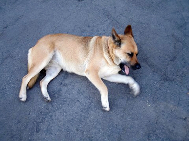 This female was found on the 15th of August. She has a red bandana around her neck. For more information, please call Elkins Ranch Golf Course at 524-1121 and speak with anyone.