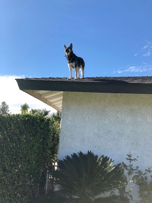 Last week, at approximately 12:30pm, Fillmore Firefighters responded to a dog on a roof in the 1000 block of Howard Street. Upon arrival firefighters found a German Shepard on the roof of a single story single family dwelling in mild distress. The dog was placed in a harness and lowered down to safety, where it was reunited with its owner. Photos courtesy Jordan Castro, Fillmore Fire Department.