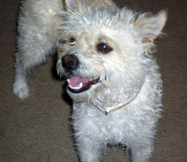 Found small fluffy white dog. In the Vicinity of B St. and Hwy 126 Tuesday August 31. Please call 216-4013 to I.D.