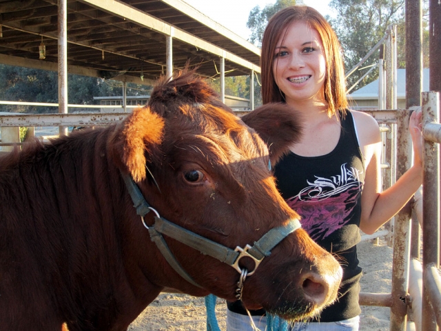 FFA member Brittany Gurrola with her heifer Millie.