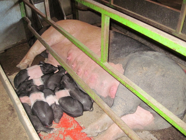 Here Piggy, Piggy! It was lunchtime at the FHS Farm after the birth of these eight piglets on July 11th.