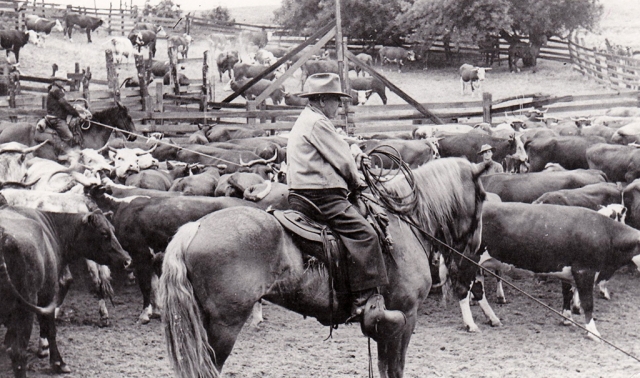 Jack Casner at a cattle round up at Pole Creek. Photos courtesy Fillmore Historical Museum.