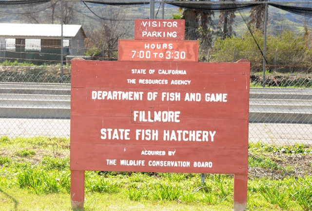 The Fillmore Fish Hatchery has been closed to the public for maintenance and repairs since May 2018. The facility was expected to reopen in September or October but remains closed, and has yet to announce when it be will reopen. In the meantime all rainbow trout have been moved to Mojave River Hatchery in San Bernardino County to accommodate the necessary work. 