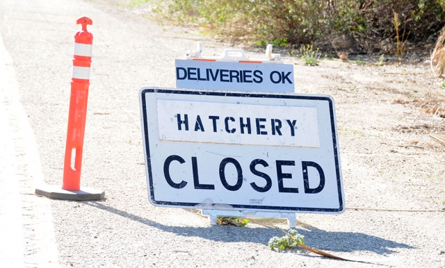 The sign on the road leading to the hatchery that reads “Deliveries Ok, Hatchery Closed”. You can visit https://
wildlife.ca.gov/Fishing/Hatcheries/Fillmore for updated information.