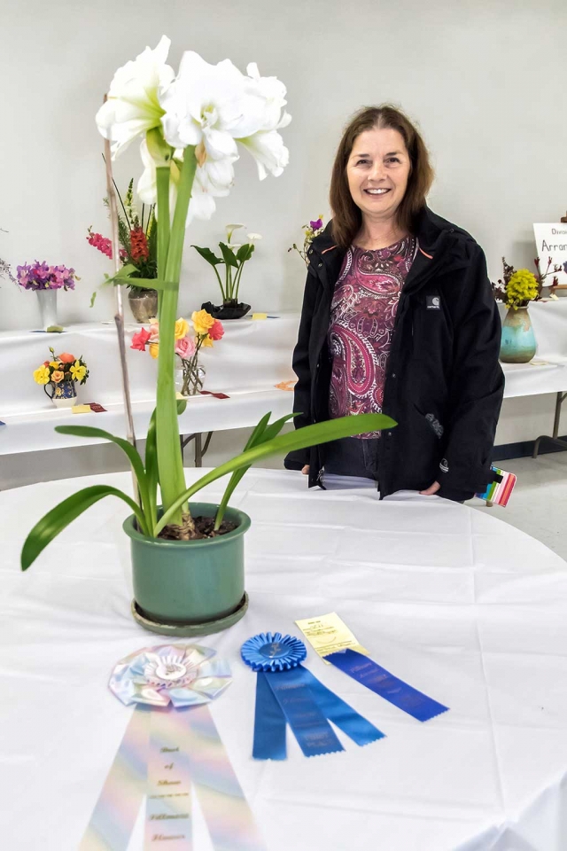 Story and Photos by Bob Crum. This year's theme was Fillmore in Bloom and it sure was. The Fillmore Active Adult and Community Center was brimming with a spectacular array of gorgeous blooms... nature in full glory. The flower show is sponsored by Fillmore's Vision 2020 Civic Pride Committee. For over 70 years, the Fillmore Flower Show has delighted both participants and observers of all ages. After all, who doesn't enjoy a beautiful flower? The Best of Show, by Julie Latshaw, an Arctic White Amaryllis. A stunning flower of magnificent texture, form and beauty. With so many gorgeous flowers on display, judging them must be incredibly difficult. But in all such shows, there are some that, in the judge's declarations, are winners. Yet perhaps most would agree that every plant and flower on display was a winner. Beautiful flowers... great show... Fillmore was indeed in full bloom.