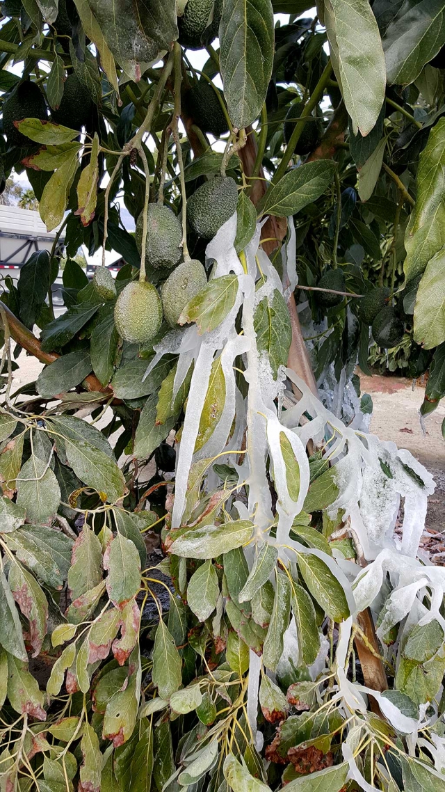 Freeze warnings continue to be in effect for Ventura County. A freeze warning means temperatures 29 and 32 degrees for two or more consecutive hours are imminent. Avocado orchards face the same fate they did last year with the tri-county’s crop suffering massive losses. Citrus crop loss for 2013 was reported at $441 million. Micro-sprinklers and burn barrels are used to preserve crops including citrus, avocados and berries. Wind machines have been effective in holding temperatures inside groves above critical levels, maintaining safe conditions and protecting both oranges and mandarins from damage. The area has also seen changes in the types of crops being grown due to drought conditions. Berries are among the hardest hit, while lima beans are less water-intensive to grow. Photos courtesy Sebastian Ramirez.