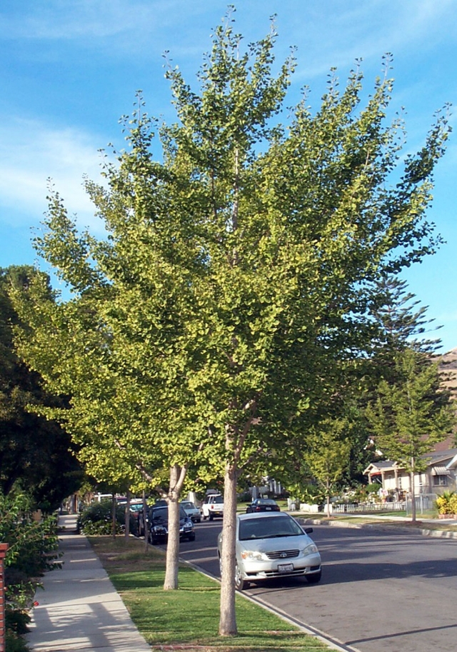 Maidenhair tree (Ginkgo biloba)