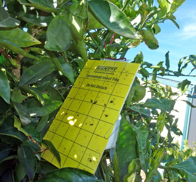 A glueboard in a local citrus tree.