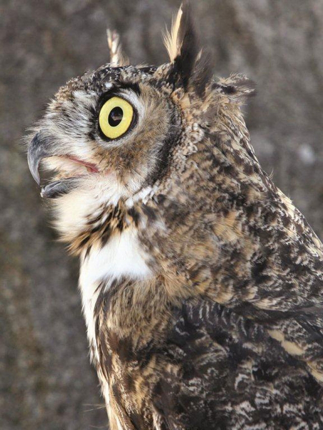 Great Horned Owl