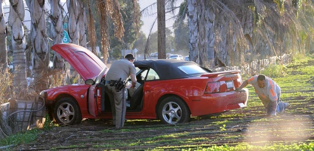 On Monday, December 4 a red Mustang traveling westward on Old Telegraph Road failed to execute the left turn (near the berry stand) and proceeded straight through the field, striking Palm trees. No information on the driver was available. No injuries were reported.
