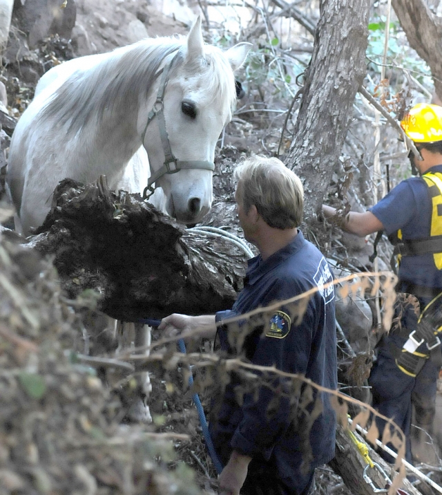 On December 6, at about 1:16 p.m., Fillmore Fire Department was first on scene to a call about a horse stuck in a ravine on Goodenough Road. The owner went to feed the horse and discovered it trapped on a ledge above the Sespe River.