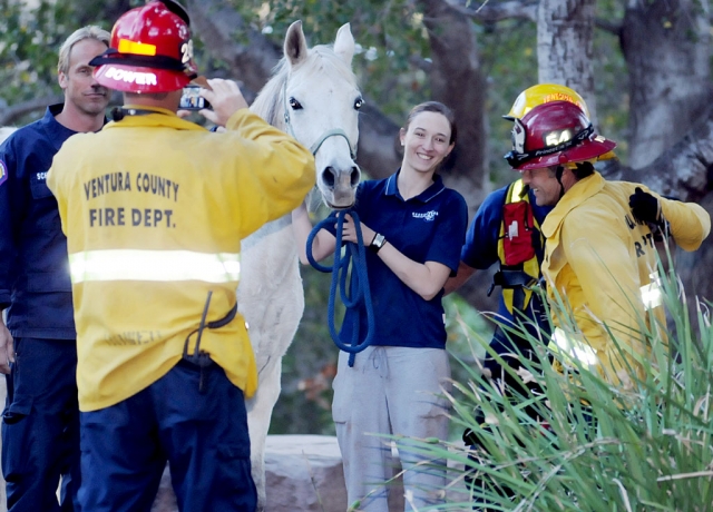 The horse was able to walk out on its own, uninjured. Everyone, especially the owner, was very happy.