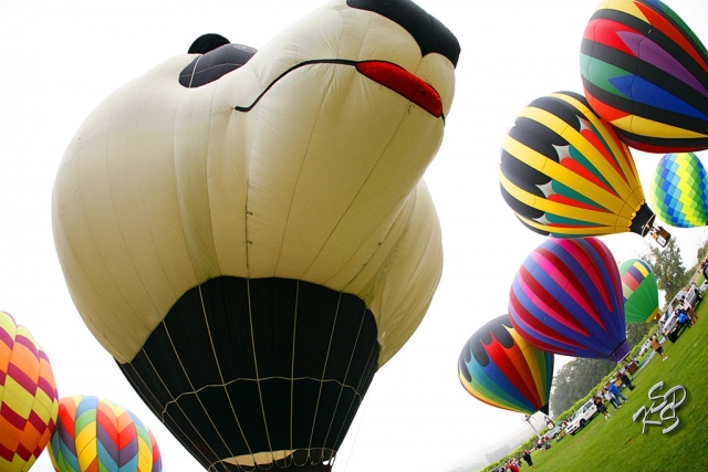 A balloon with the face of a Panda. Photo by Charles Morris, KSSP Photographic Studios.