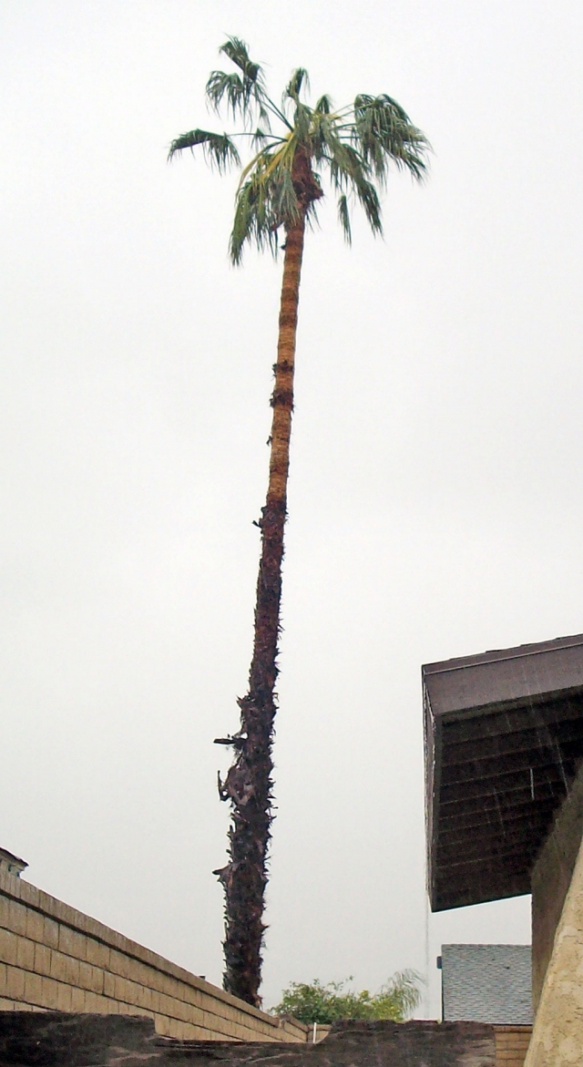 Shake, Rattle & Roll. Lightening struck a Palm Tree on King St., exploding a block wall at the base of the trunk, and melting the rebar. Windows were shattered on the surrounding homes on King and First Streets.
